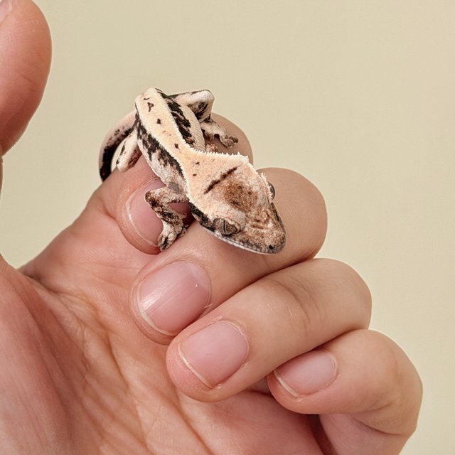 릴리 세이블 릴리화이트