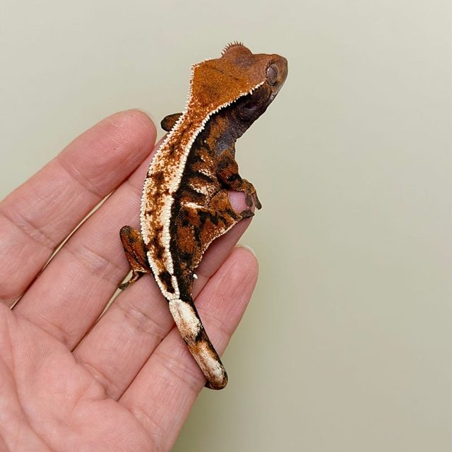 노멀 세이블 텐저린