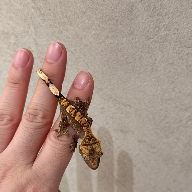 100%헷아잔틱 노멀 다크