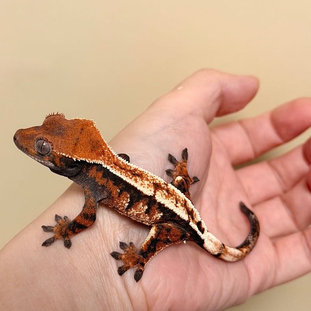 노멀 세이블 텐저린