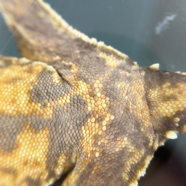 노멀 익스트림할리퀸 할리퀸 화이트스팟 트라이