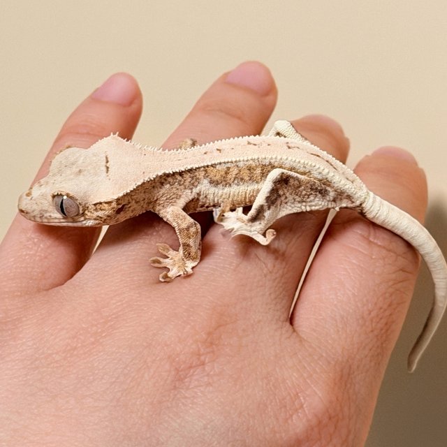 릴리화이트 옐로우 크림시클 팬텀