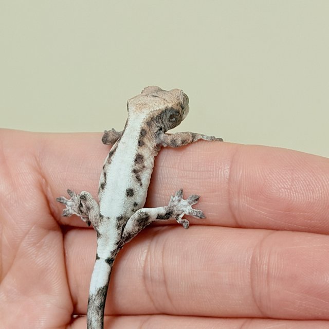 슈퍼세이블 릴리