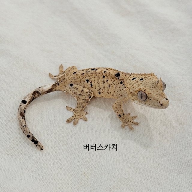 슈퍼달마시안
