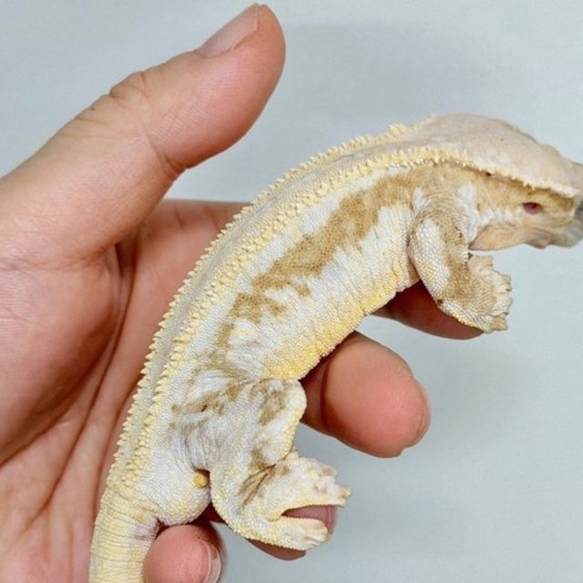 옐로우 팬텀 크림시클 릴리화이트