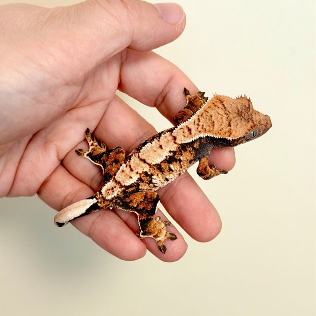 노멀 익스트림할리퀸 할리퀸 화이트스팟 트라이