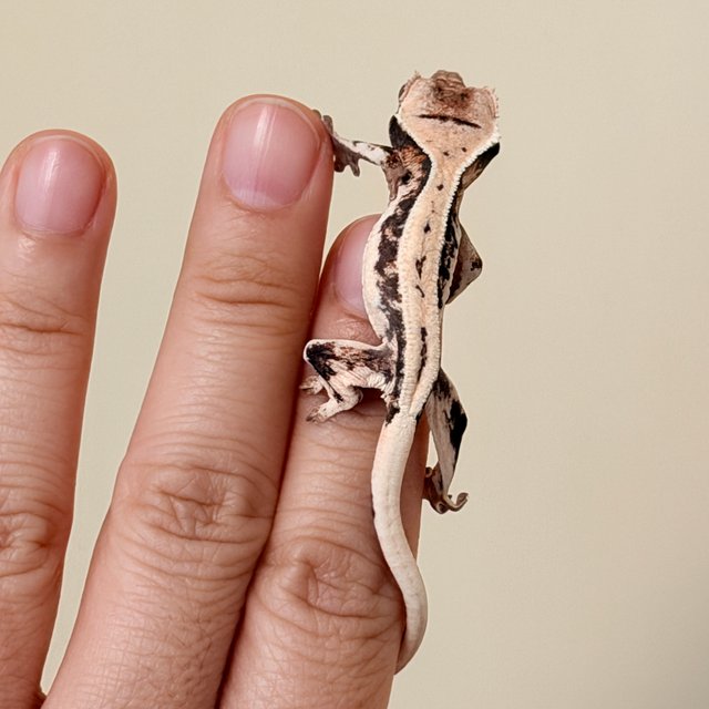 릴리 세이블 릴리화이트