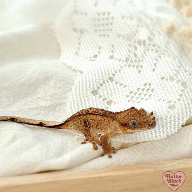 스트로베리 옐로우 레드