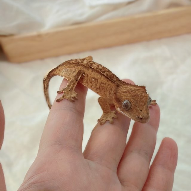 스트로베리 옐로우 레드