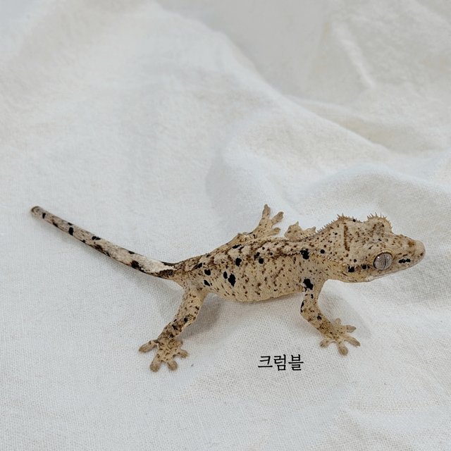 슈퍼달마시안