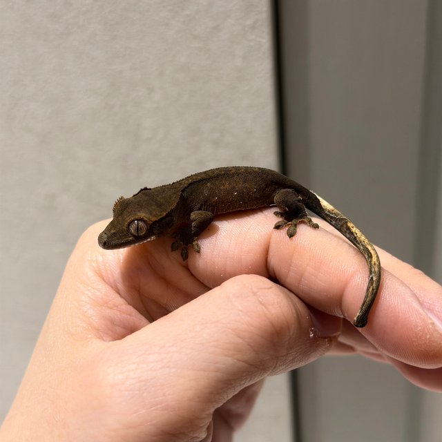 100%헷아잔틱 챠콜