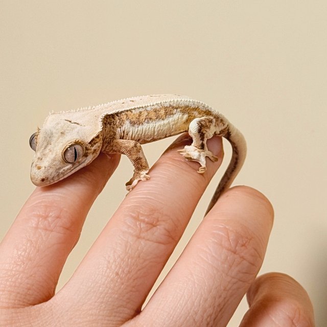 릴리화이트 옐로우 크림시클 팬텀