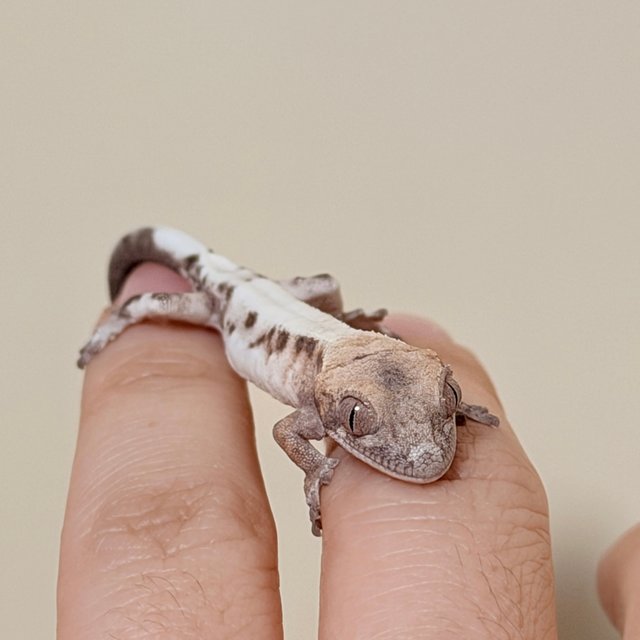 슈퍼세이블 릴리