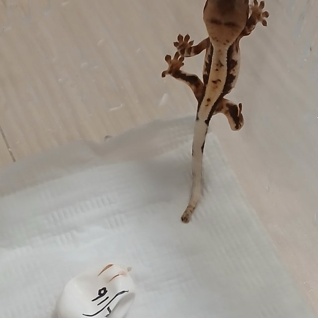 릴리 세이블 세이블