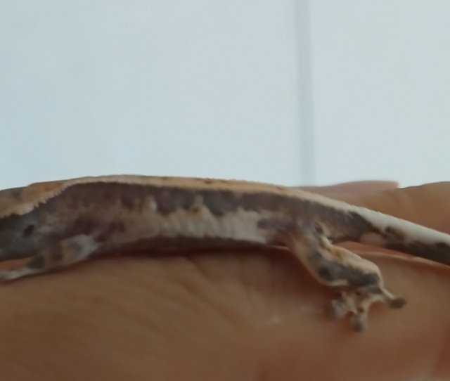 릴리 세이블 세이블