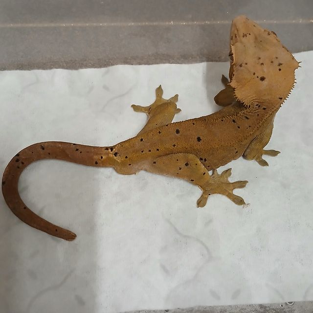 카푸치노 달마시안