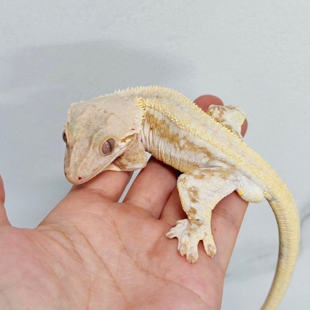 옐로우 팬텀 크림시클 릴리화이트