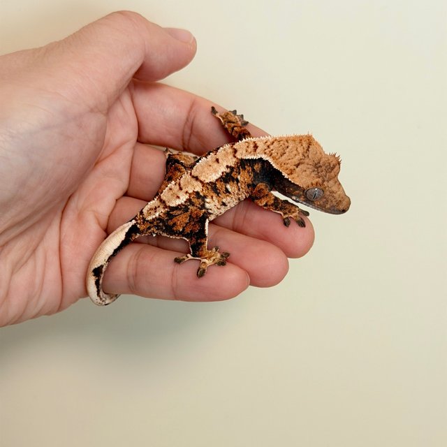 노멀 익스트림할리퀸 할리퀸 화이트스팟 트라이