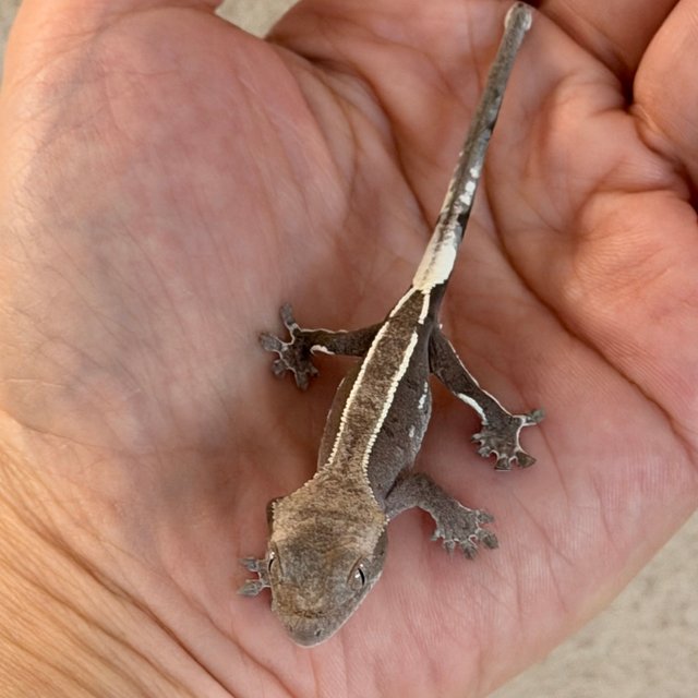 화이트포트홀 아잔틱