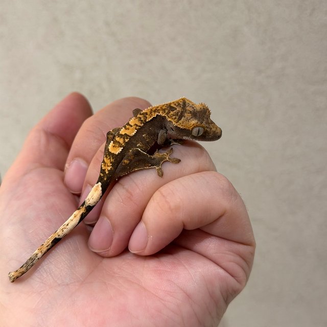 100%헷아잔틱 노멀 다크