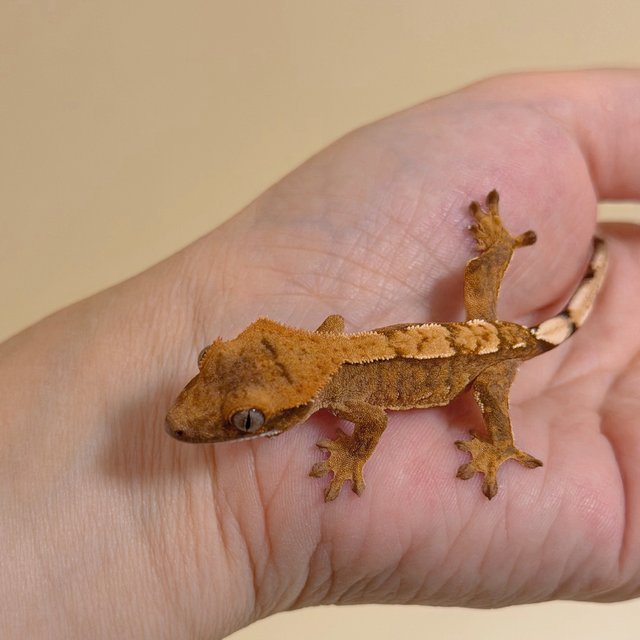 크림시클 옐로우 브린들