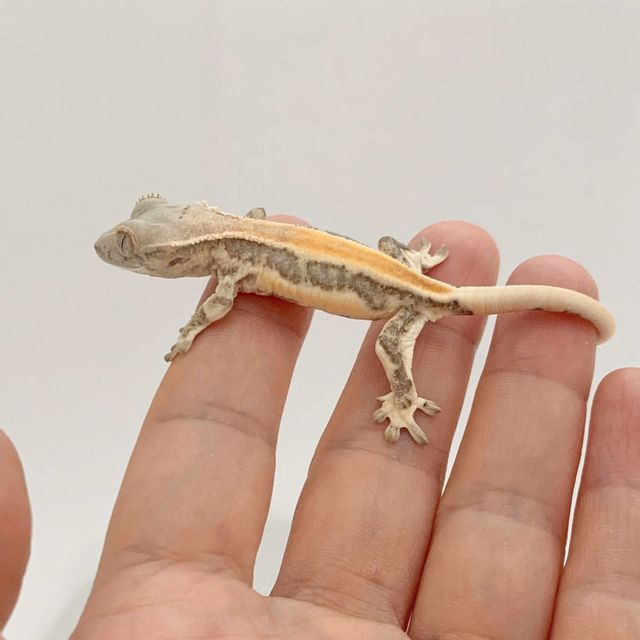 릴리화이트 솔리드백