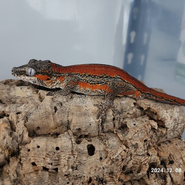 레드 스트라이프