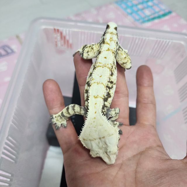 노멀 화이트