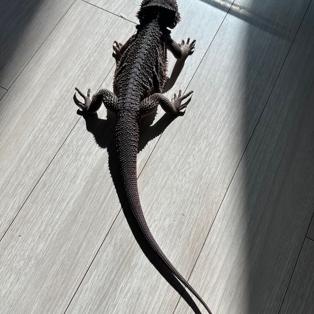 다크 레드 윗블릿