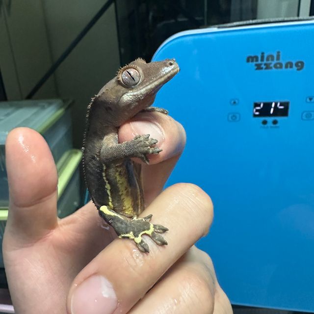 릴리화이트 팬텀 챠콜