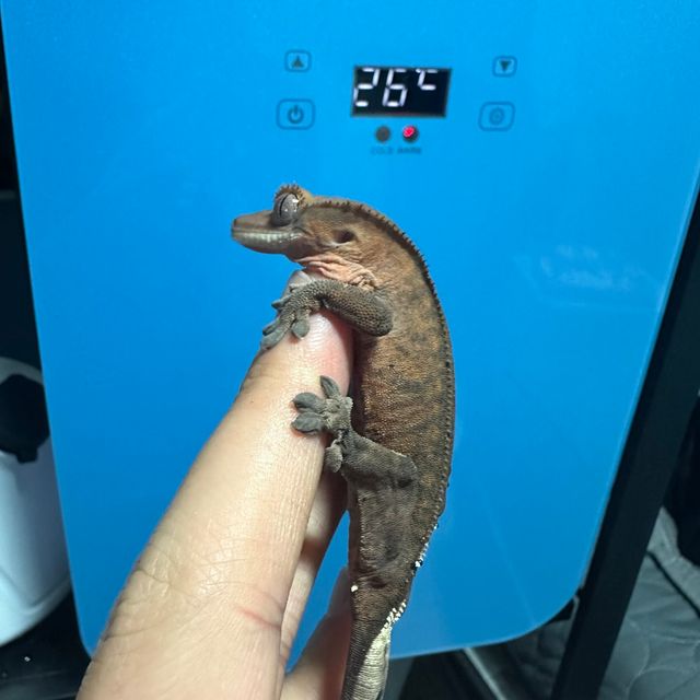 다크 카푸치노