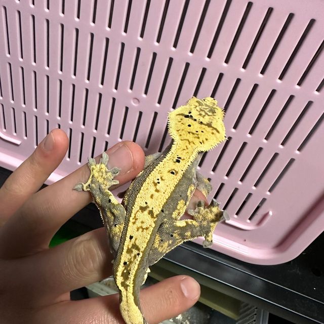 핀스트라이프