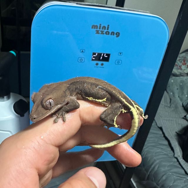 릴리화이트 팬텀 챠콜