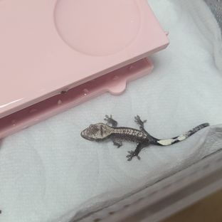 가x베