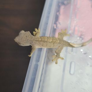 달마시안 슈퍼달마시안