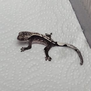 아잔틱