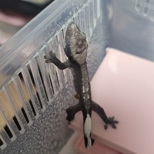 가x베