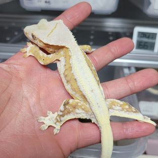 릴리100%헷아잔틱