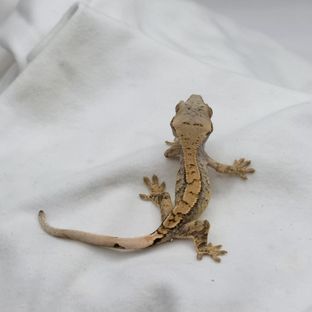 100%헷아잔틱 트라이