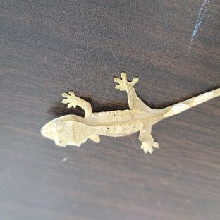 슈퍼달마시안