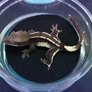 아잔틱