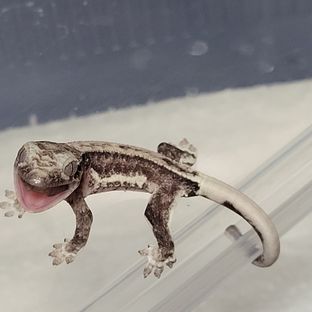 릴잔틱