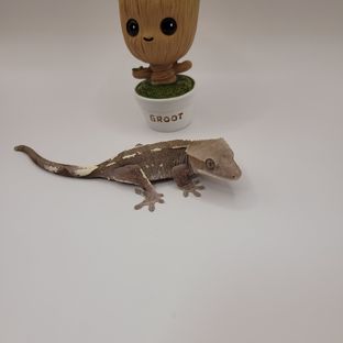 사가트