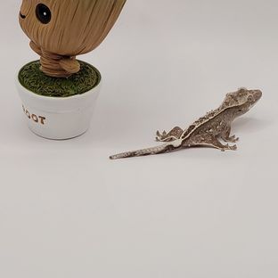 블랑카