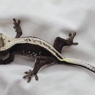 아잔틱 풀핀