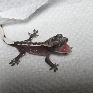 아잔틱