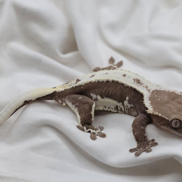릴잔틱
