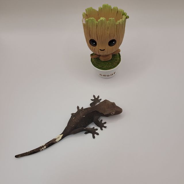 아잔틱