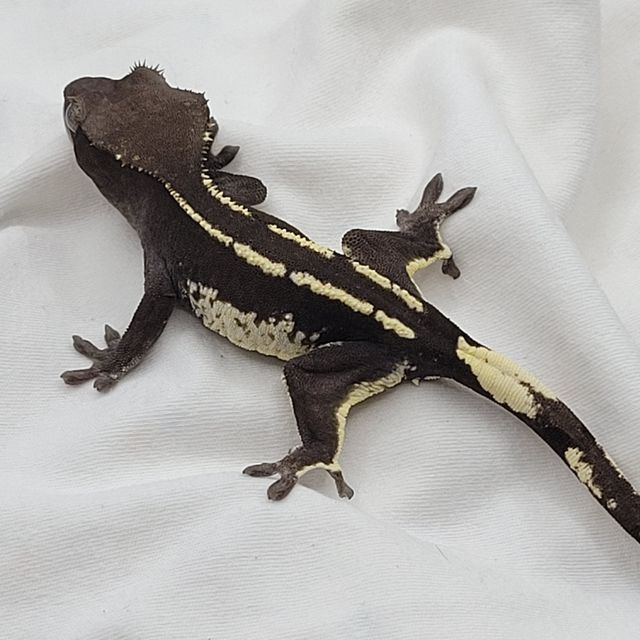 아잔틱