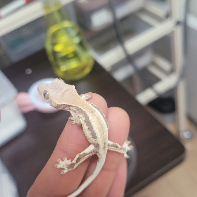 프라푸치노
